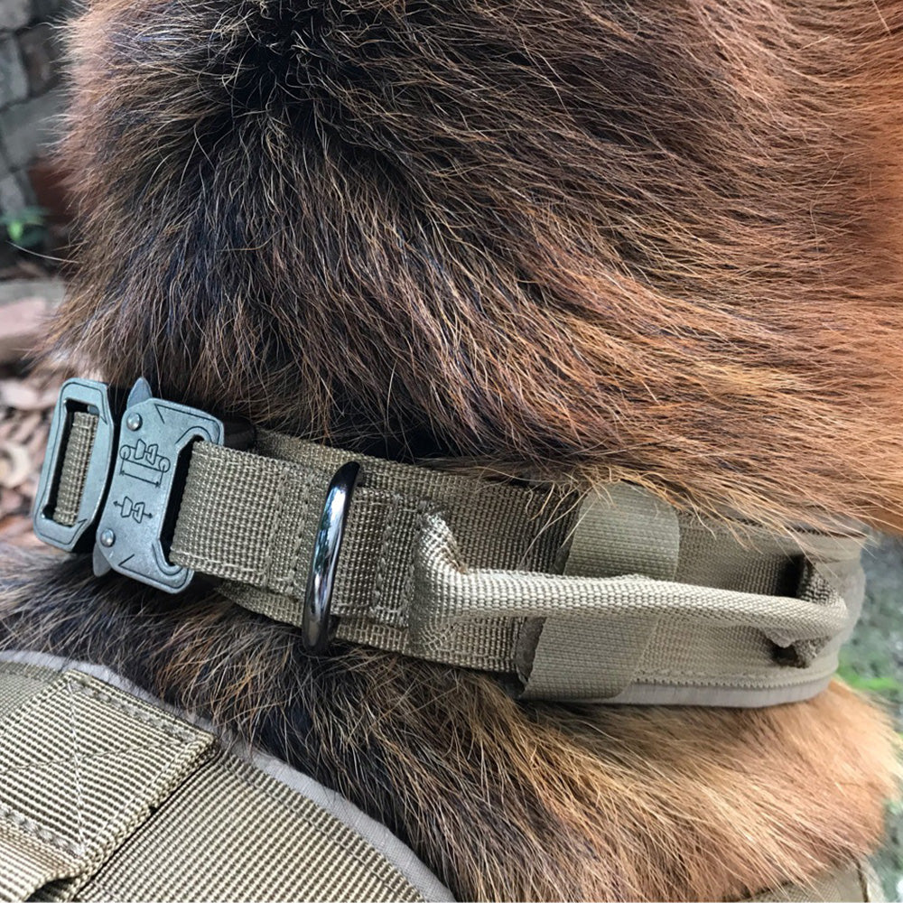 Dog Collar